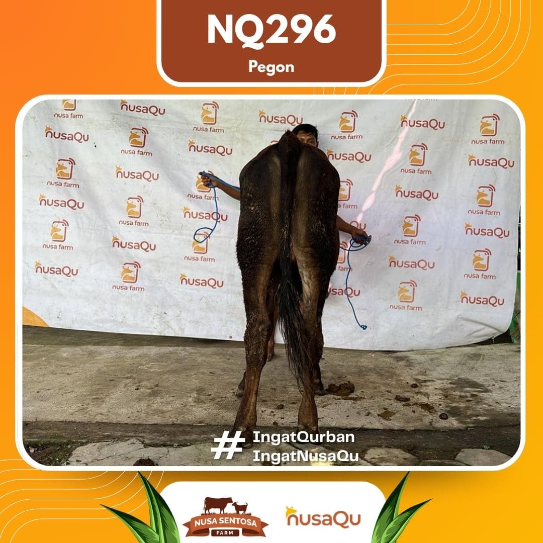 Sapi Pegon NQ296 2026 Bobot 300Kg foto 3