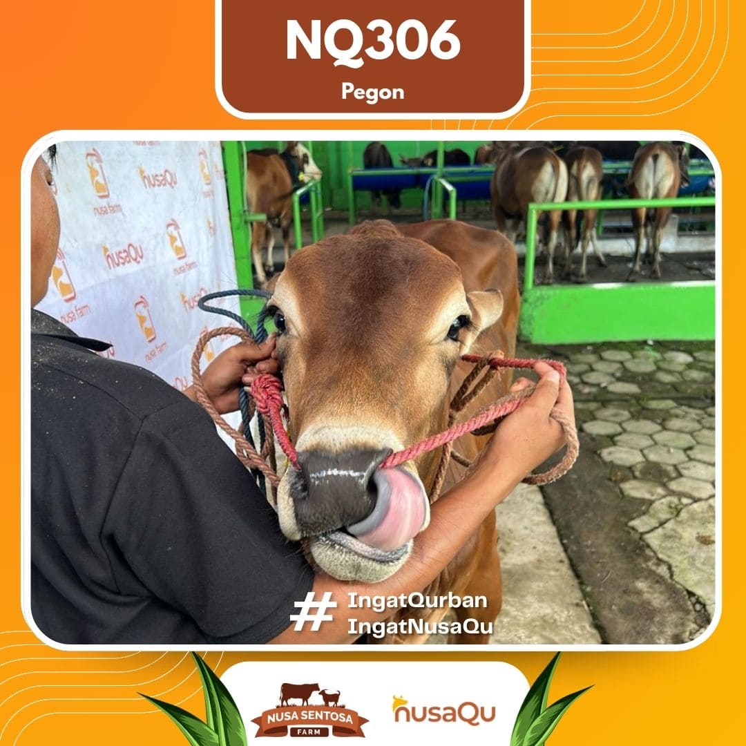 Sapi Pegon NQ306 2026 Bobot 450Kg foto 2