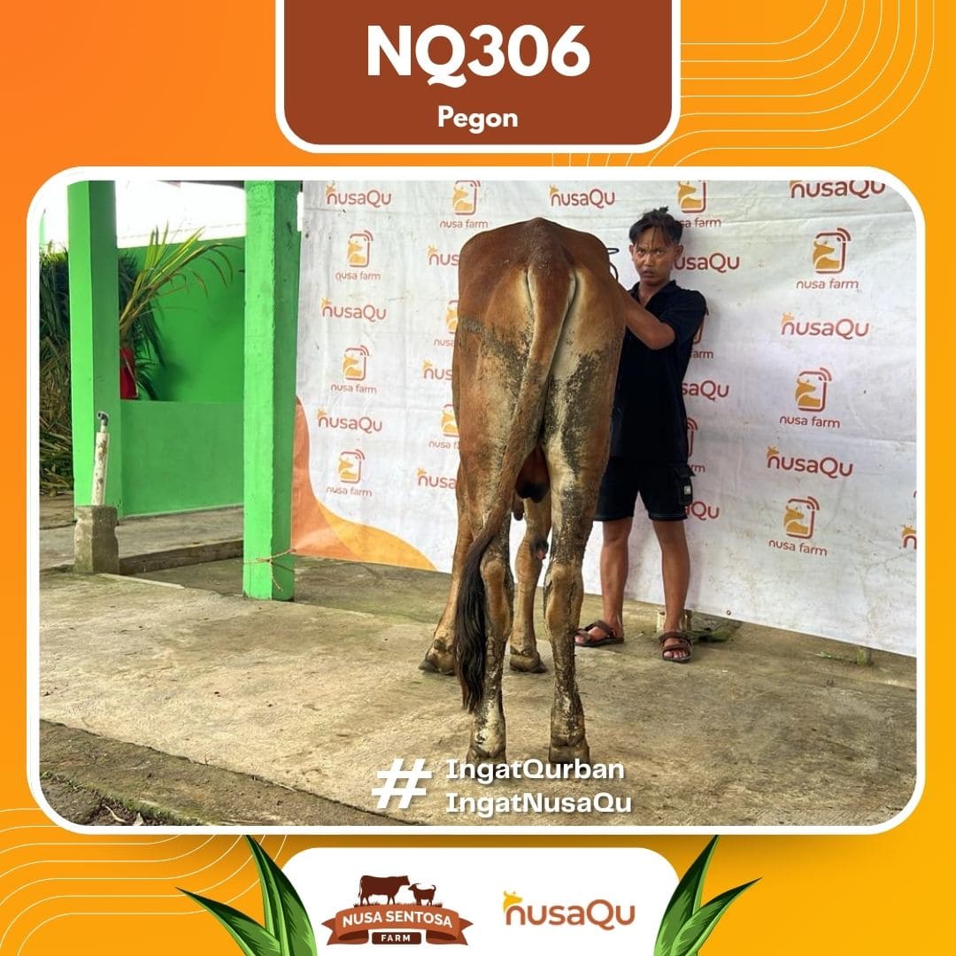 Sapi Pegon NQ306 2026 Bobot 450Kg foto 3