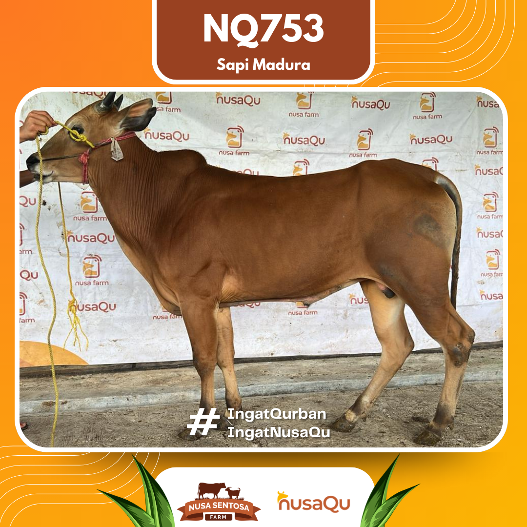 Sapi Sapi Madura NQ753 2026 Bobot 400Kg