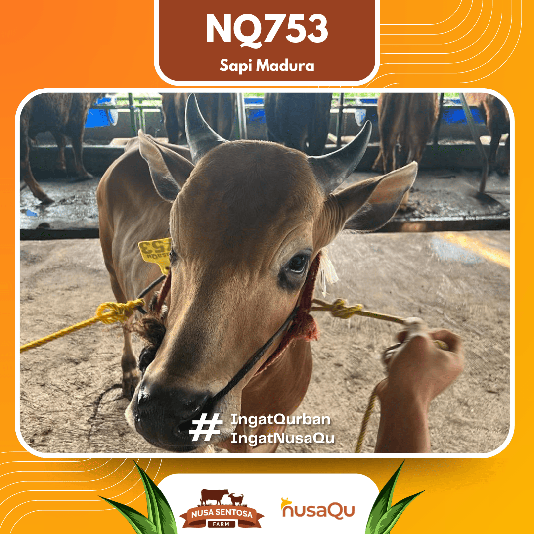 Sapi Sapi Madura NQ753 2026 Bobot 400Kg foto 2