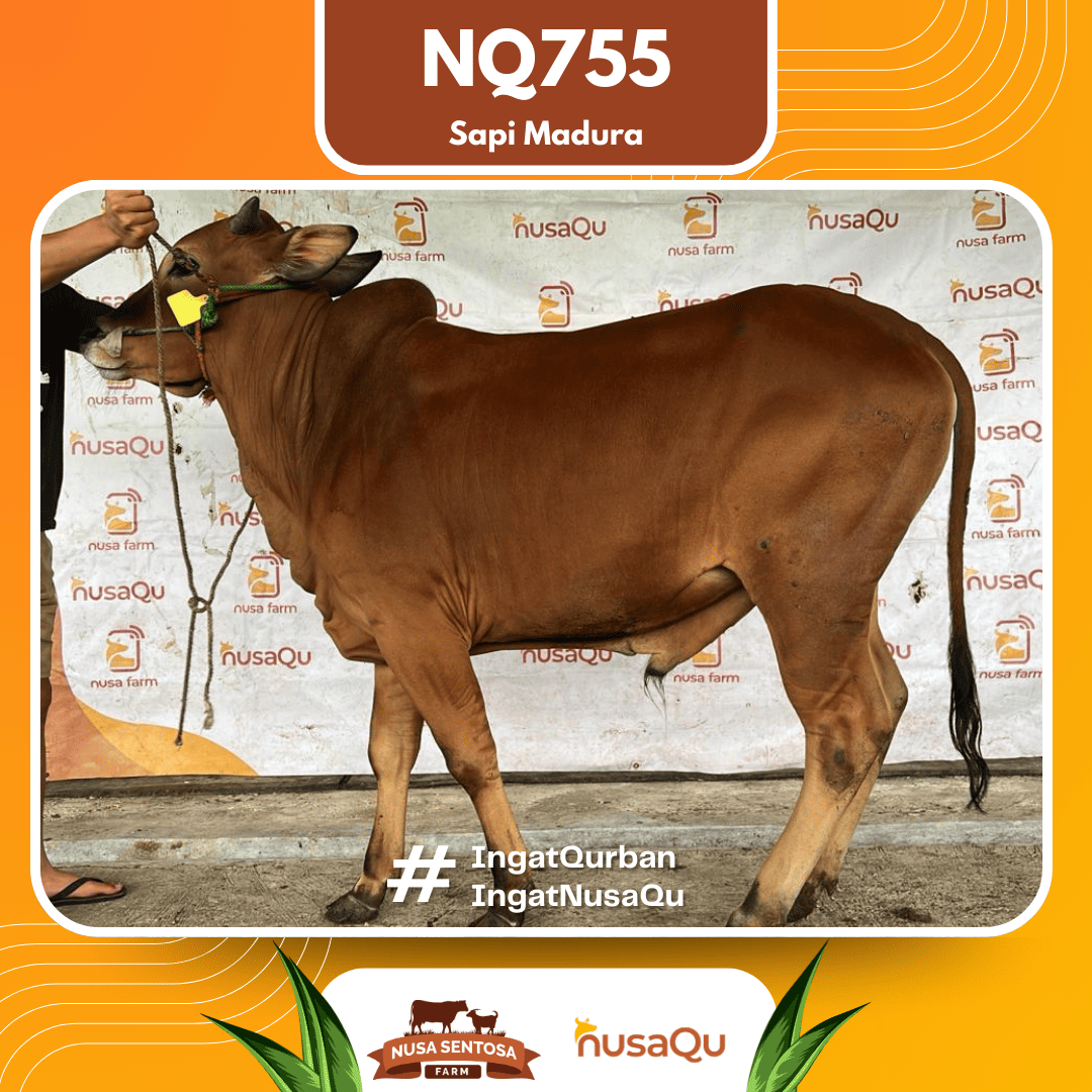 Sapi Sapi Madura NQ755 2026 Bobot 450Kg