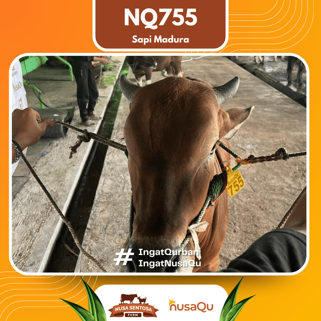 Sapi Sapi Madura NQ755 2026 Bobot 450Kg foto 2